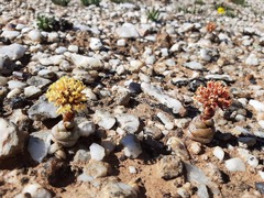 Crassula columnaris