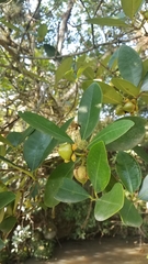 Ternstroemia