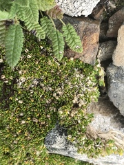 Stellaria dicranoides