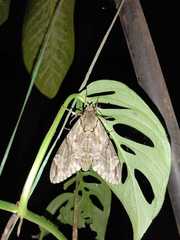 Sphingini
