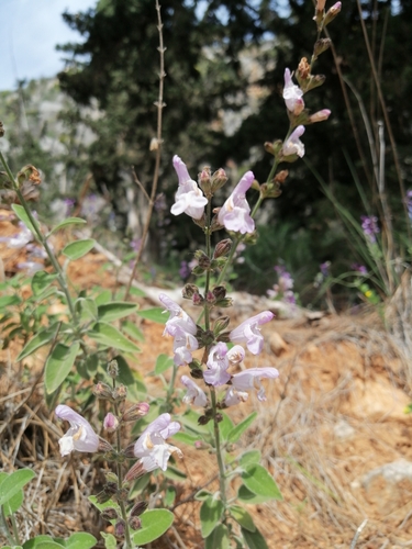 Image of Salvia fruticosa by (c) Pantazi Katerina, some rights reserved (CC BY)