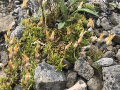 Pseudocherleria macrocarpa