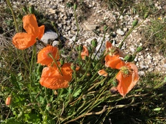 Papaver oreophilum