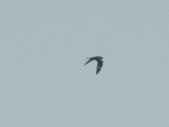 Chordeiles gundlachii