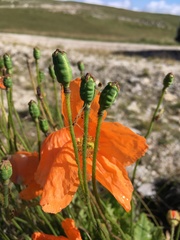 Papaver oreophilum