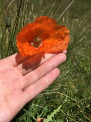 Papaver oreophilum