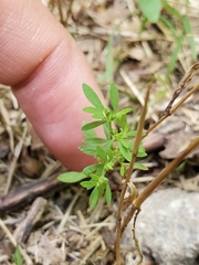 Paronychia fastigiata