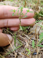 Paronychia fastigiata