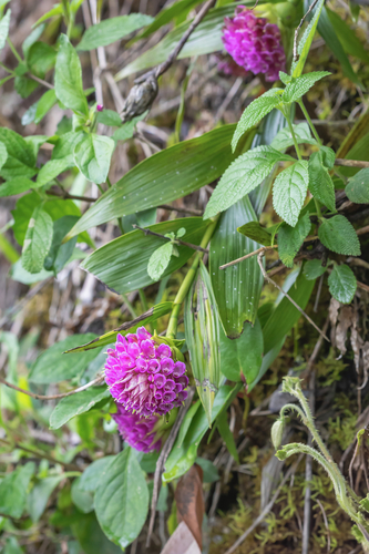 Elleanthus sodiroi Schltr.