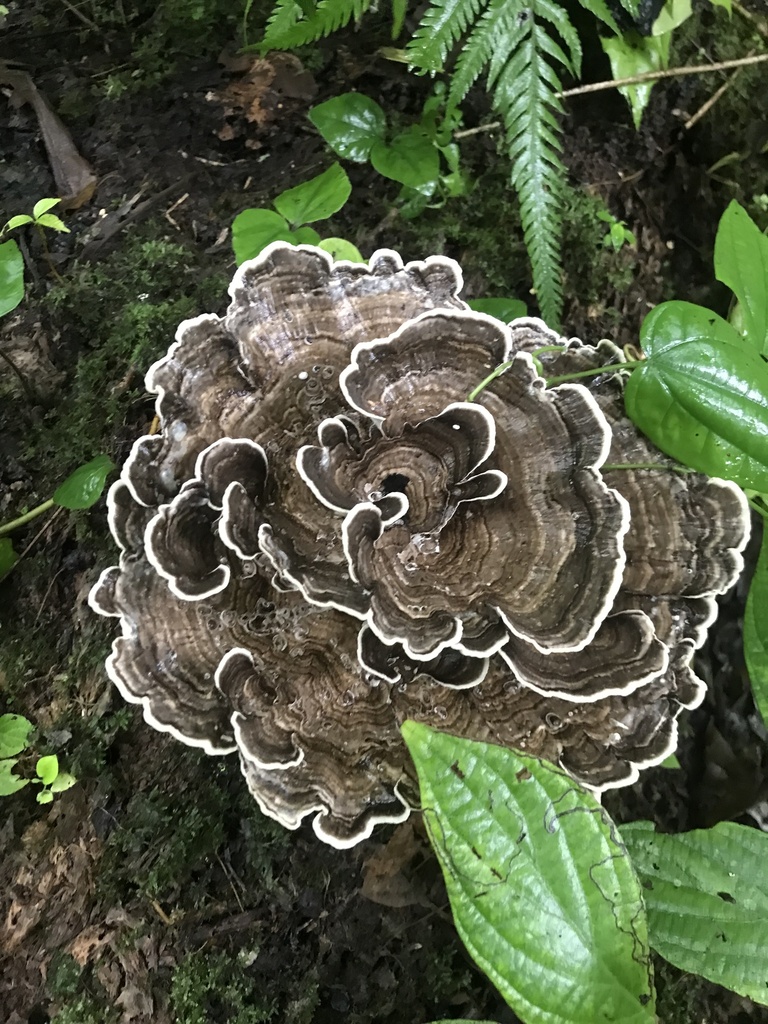 Trametes menziesii · March 2025 · photo: © edonardo (iNaturalist, cc-by)