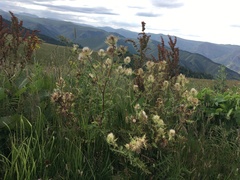 Cirsium obvallatum