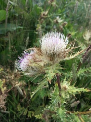 Cirsium obvallatum