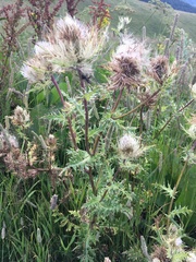 Cirsium obvallatum
