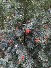 Taxus baccata