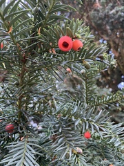 Taxus baccata