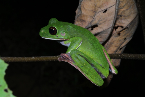 Nyctimystes infrafrenatus