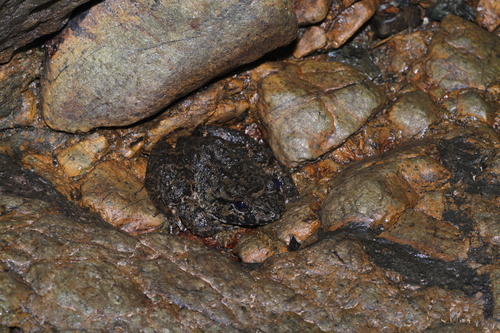 Limnonectes grunniens