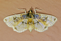 Compacta hirtalis
