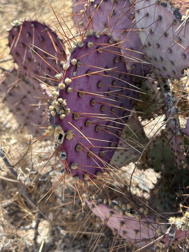 Violet Pricklypear (Opuntia gosseliniana)