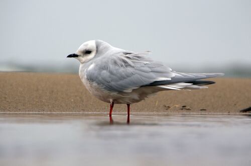 Mouette de Ross
