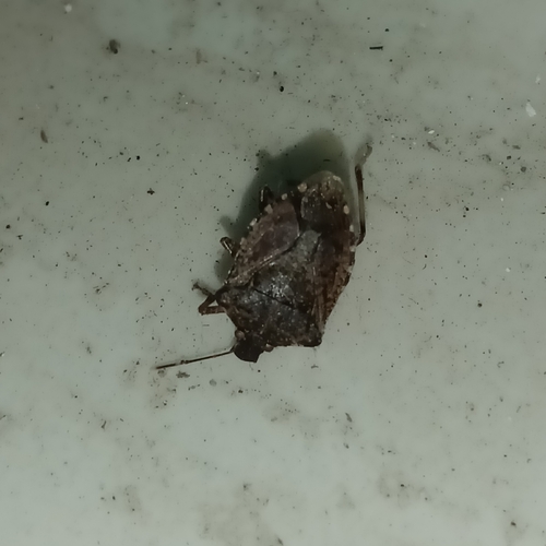 Brown Marmorated Stink Bug