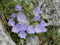 Campanula raineri