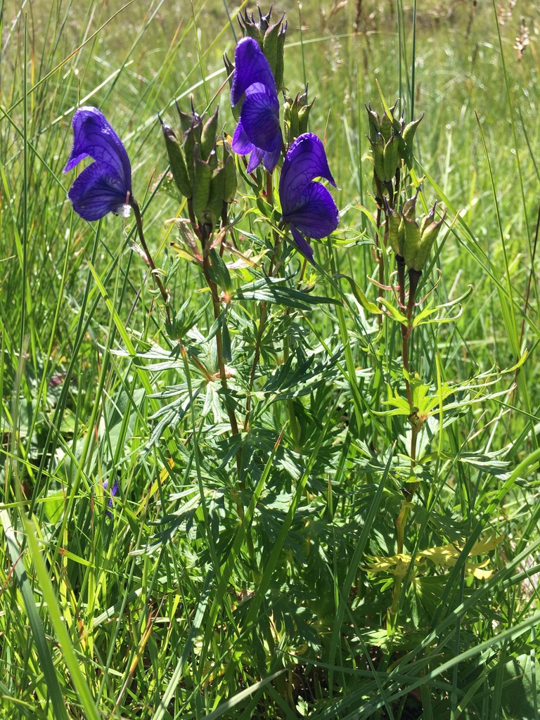 Aconitum cymbulatum