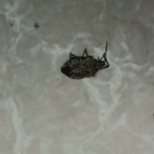 Yellow-spotted Stink Bug