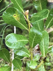 Salix fuscescens
