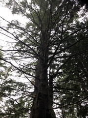 Pseudotsuga