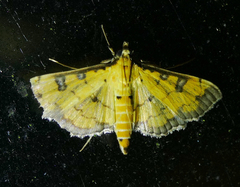 Ategumia ebulealis