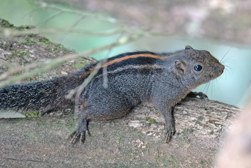 Layard's Palm Squirrel (Funambulus layardi) — Vulnerable Mammalia