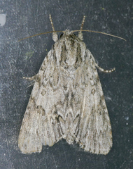 Acronicta longa