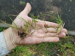 Poa supina