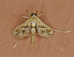 Lineodes fontella