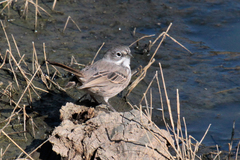 Artemisiospiza belli