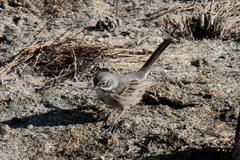 Artemisiospiza belli