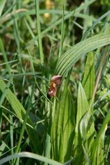 Autographa bractea