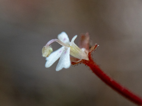 Stylidium tenerum Spreng.