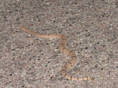 Crotalus lepidus
