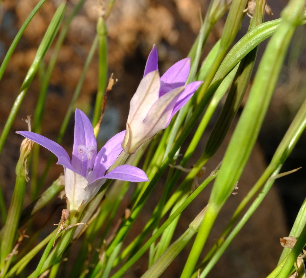 Namacodon