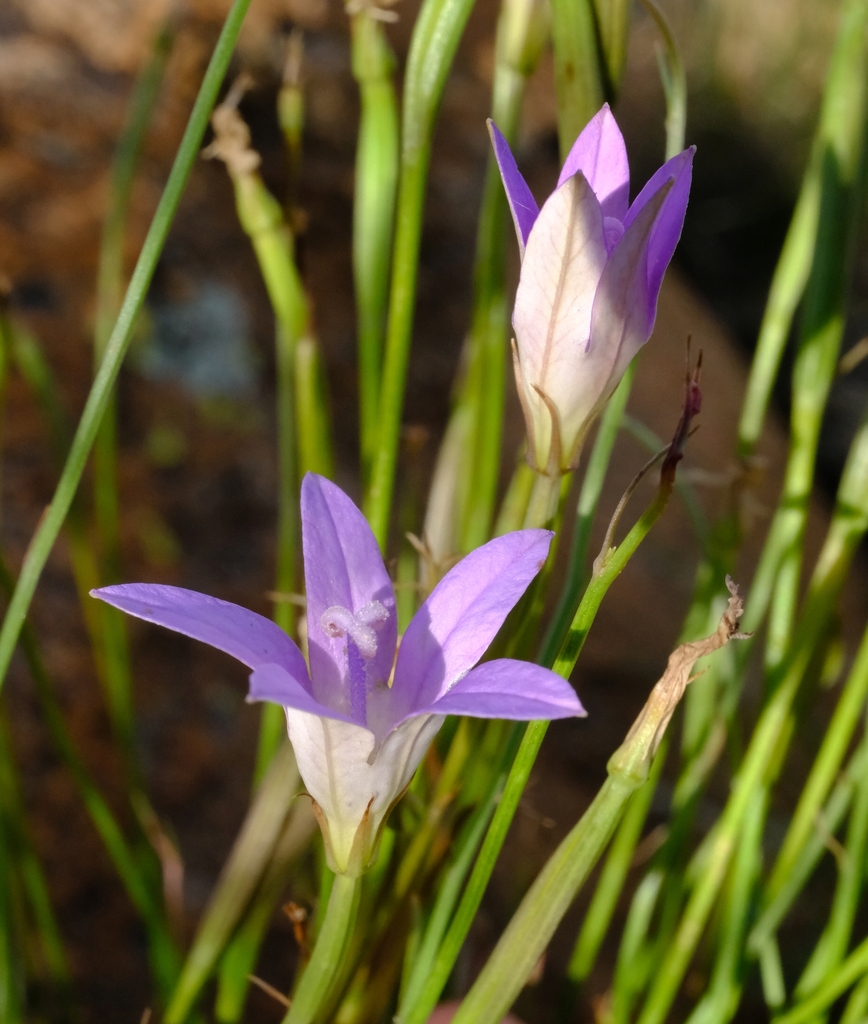 Namacodon schinzianus