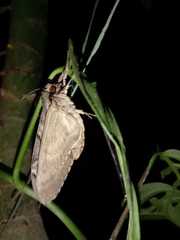 Sphingini
