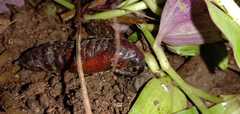 Sphingini