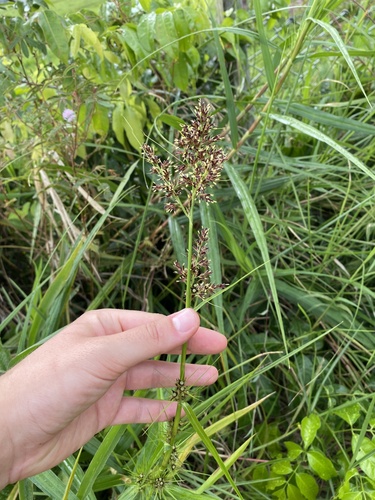 Foto de Cipó-de-fogo