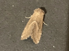 Plagiomimicus spumosum