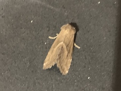 Plagiomimicus spumosum