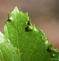 Colomerus vitis