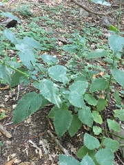 Urtica dioica dioica