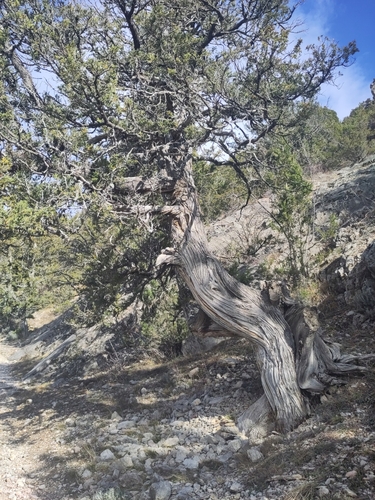 Image of Juniperus thurifera by (c) Thibaud Godon, some rights reserved (CC BY)